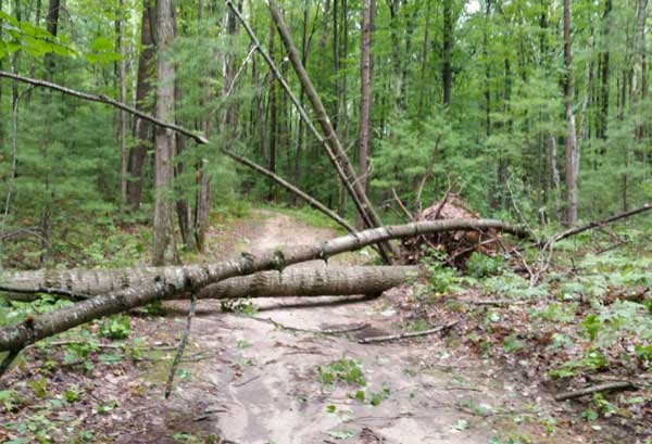 Wind blew down roughly 500 tress on the Vasa Pathway alone
