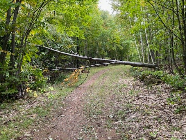Trees cut down over cross country ski trails at Suicide Bowl