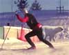 Feature image for Skier meets polar bear