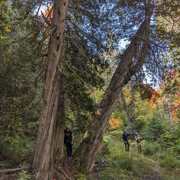 Feature image for Noque Trail Network receives 238 acres donation to preserve trail