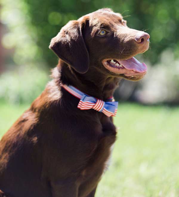 Champ the dog joins the US Ski Team