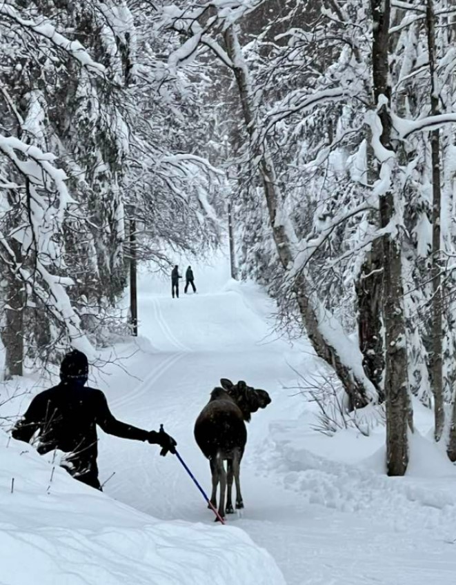 Moose on the ski trail